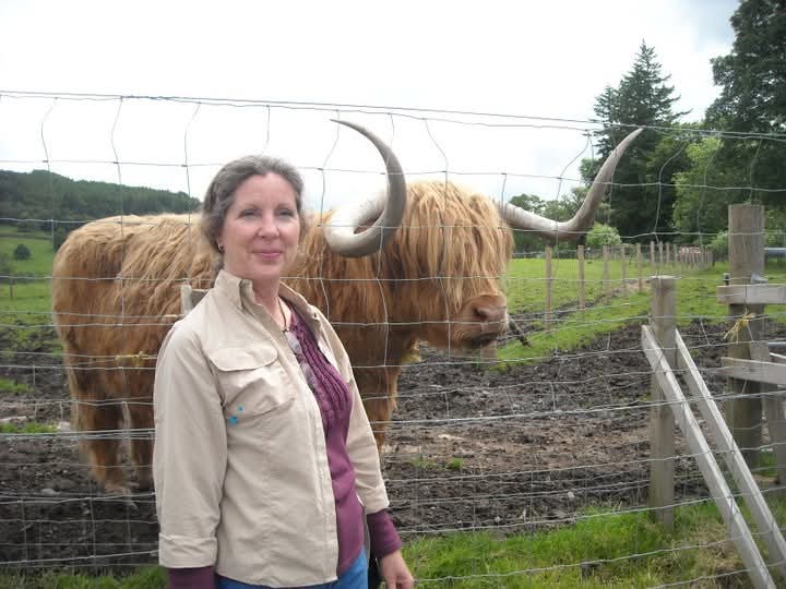 Meeting a Highland cow